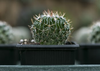 Close-Up Photography of Cactus