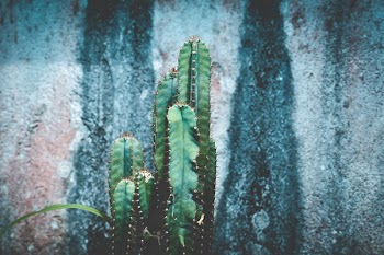 Close-Up Photography of Cactus