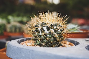 Close-up Photography of Cactus