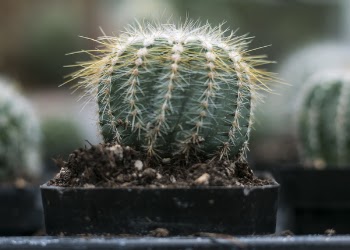 Close-Up Photography of Cactus