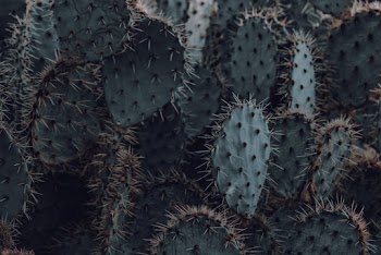 Close-up Photography of Cactus Plants