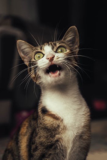 Close-up Photography Of Calico Cat