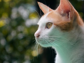 Close-up Photography of Cat