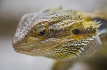 Close-Up Photography of Central Bearded Dragon