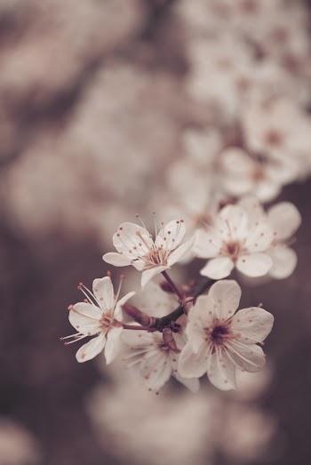 Close-up Photography of Cherry Blossoms