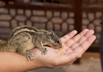 Close-Up Photography of Chipmunk on Hand