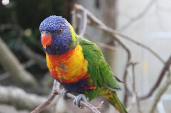 Close-Up Photography of Colorful Bird