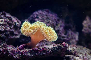Close Up Photography of Coral Reef