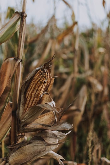 Close-up Photography of Corn