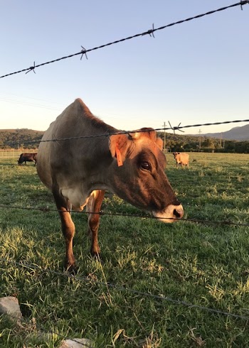 Close-Up Photography of Cow on Grass Field
