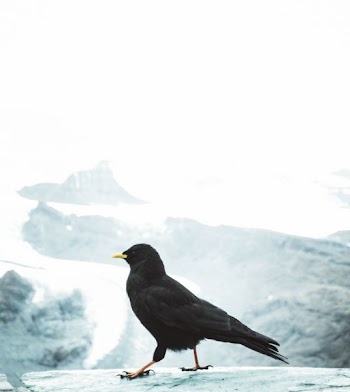 close up photography of crow