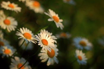 Close Up Photography of Daisies