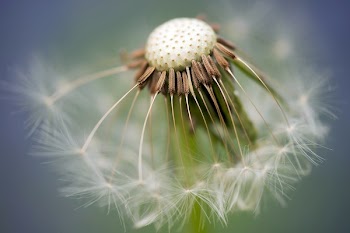 Close Up Photography of Dandelion