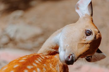 Close-up Photography of Deer