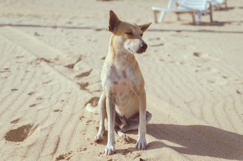 Close-up Photography of Dog
