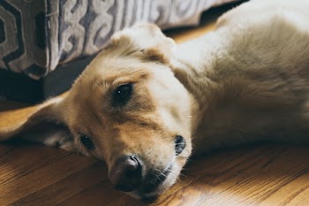 Close-Up Photography of Dog Lying on Wooden Surface