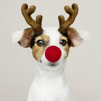 Close-Up Photography of Dog Wearing Reindeer Horn and Nose Costume