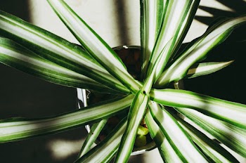 Close-up Photography of Dracaena Plant