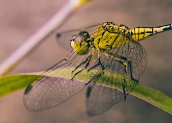 Close-up Photography of Dragonfly 
