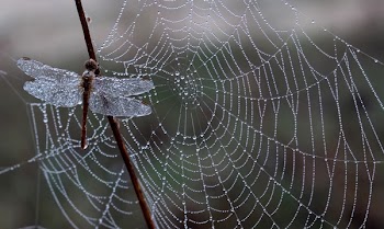 Close-up Photography of Dragonfly Near Spider Web