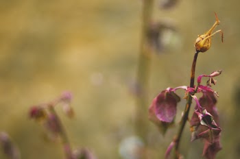 Close-up Photography of Dried Flowers