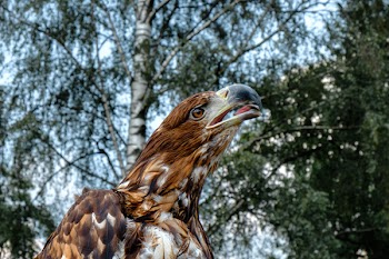 Close-Up Photography of Eagle