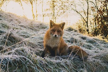 close-up photography of fax sitting on green grass field at daytime