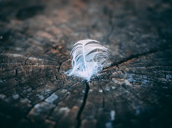 Close-Up Photography of Feather on Tree Stump