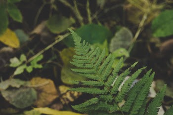 Close-Up Photography of Fern