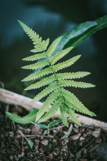 Close-Up Photography of Fern Plant