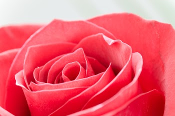 Close-Up Photography of Flower