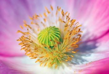 Close-Up Photography Of Flower Stigma