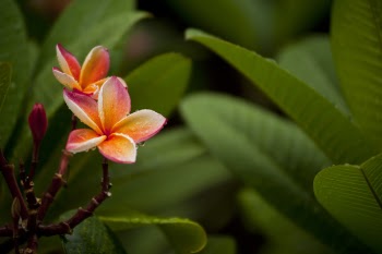 Close-Up Photography of Flowerrs