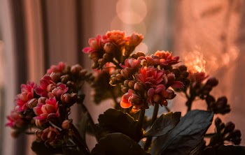Close-up Photography of Flowers