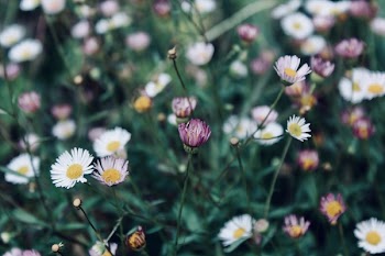 Close-Up Photography of Flowers