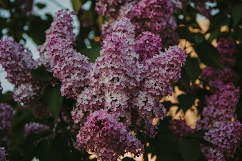 Close-up Photography Of Flowers