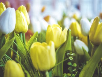 Close-Up Photography of Flowers