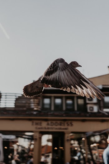 Close-up Photography of Flying Pigeon