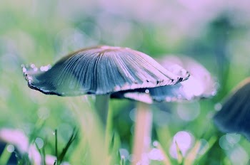 Close-up Photography of Fungi Mushroom