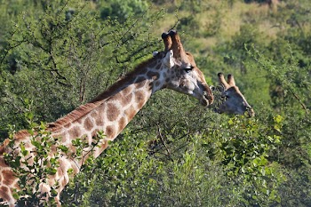 Close-Up Photography of Giraffe Near Trees