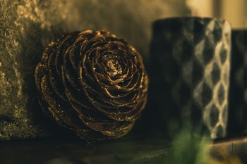 Close-up Photography of Golden Pine Cone