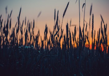 Close-up Photography of Grass