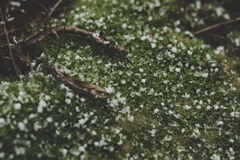 Close-up Photography of Grass