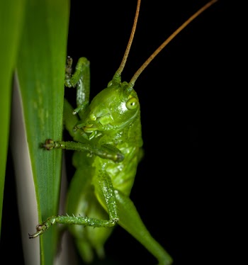 Close-up Photography of Grasshopper Perched on Green Leaf
