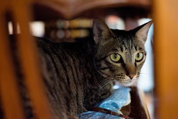 Close-up Photography of Gray and Black Tabby Cat