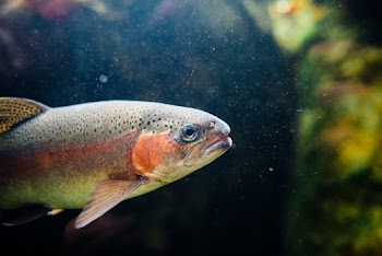 Close-up Photography of Gray and Orange Fish