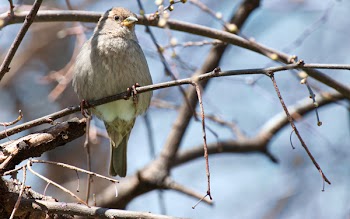 Close-up Photography of Gray Bird Perching on Twig