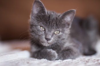 Close-up Photography of Gray Kitten
