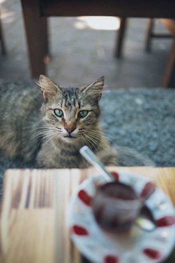 Close-up Photography of Gray Tabby Cat