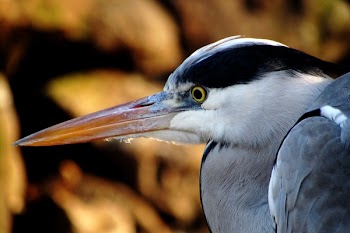 Close-up Photography of Great Blue Heron